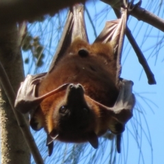 Pteropus scapulatus (Little Red Flying Fox) at Evatt, ACT - 3 Feb 2020 by Christine
