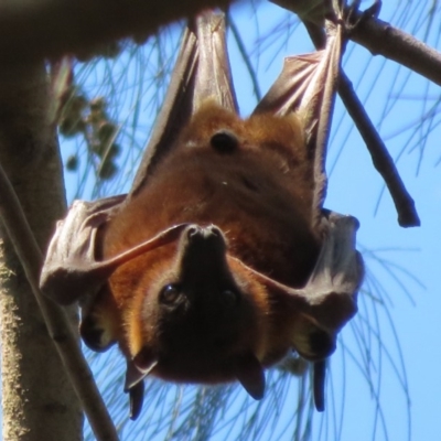 Pteropus scapulatus (Little Red Flying Fox) at Evatt, ACT - 3 Feb 2020 by Christine
