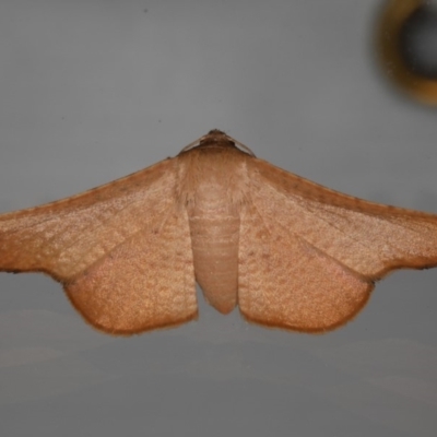 Aglaopus centiginosa (Dark-fringed Leaf Moth) at Ainslie, ACT - 30 Jan 2020 by jb2602