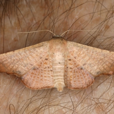 Aglaopus centiginosa (Dark-fringed Leaf Moth) at Ainslie, ACT - 30 Dec 2019 by jbromilow50
