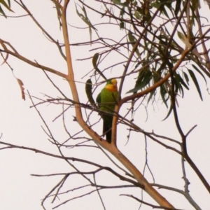 Polytelis swainsonii at Hughes, ACT - suppressed