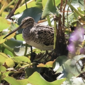 Gallinago hardwickii at Parkes, ACT - 3 Feb 2020