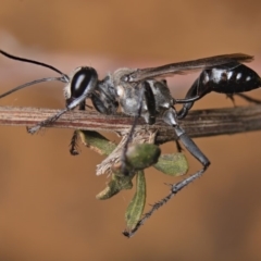 Isodontia sp. (genus) (Unidentified Grass-carrying wasp) at Ainslie, ACT - 1 Feb 2020 by kdm