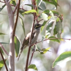 Caligavis chrysops (Yellow-faced Honeyeater) at Upper Nepean State Conservation Area - 20 Oct 2018 by JanHartog
