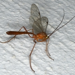 Netelia sp. (genus) (An Ichneumon wasp) at Ainslie, ACT - 18 Dec 2019 by jbromilow50