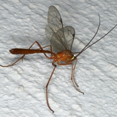 Netelia sp. (genus) (An Ichneumon wasp) at Ainslie, ACT - 18 Dec 2019 by jbromilow50