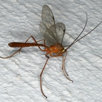 Netelia sp. (genus) (An Ichneumon wasp) at Ainslie, ACT - 18 Dec 2019 by jb2602