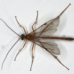 Netelia sp. (genus) at Ainslie, ACT - 18 Dec 2019