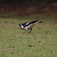 Grallina cyanoleuca (Magpie-lark) at Mittagong, NSW - 8 Oct 2018 by JanHartog