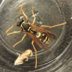 Polistes (Polistes) chinensis (Asian paper wasp) at Pollinator-friendly garden Conder - 10 Jan 2020 by michaelb