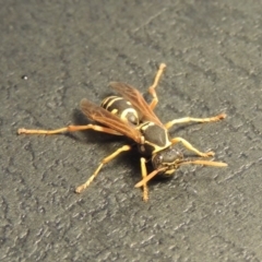 Polistes (Polistes) chinensis at Conder, ACT - 10 Jan 2020 01:39 PM