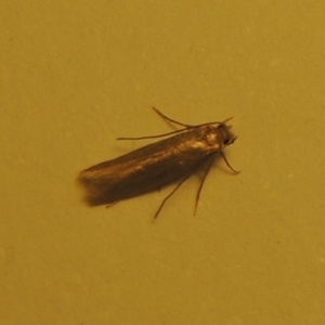 Tineola bisselliella at Conder, ACT - 25 Jan 2020