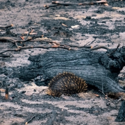 Tachyglossus aculeatus (Short-beaked Echidna) at Kangaroo Valley, NSW - 26 Jan 2020 by GregThompson