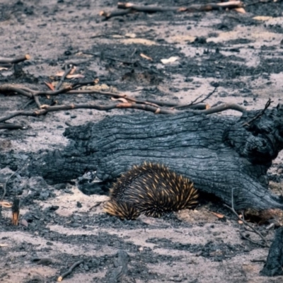 Tachyglossus aculeatus (Short-beaked Echidna) at Kangaroo Valley, NSW - 25 Jan 2020 by Greg Thompson