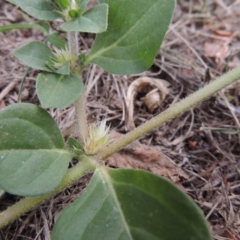 Alternanthera pungens (Khaki Weed) at Conder, ACT - 1 Feb 2020 by michaelb