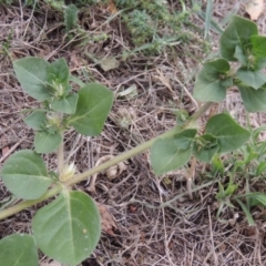 Alternanthera pungens at Conder, ACT - 2 Feb 2020