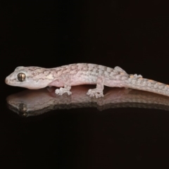 Christinus marmoratus (Southern Marbled Gecko) at Evatt, ACT - 3 Feb 2020 by TimL