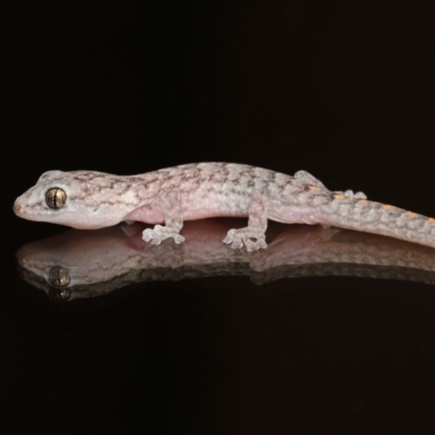 Christinus marmoratus (Southern Marbled Gecko) at Evatt, ACT - 3 Feb 2020 by TimL