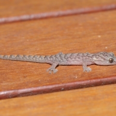 Christinus marmoratus at Evatt, ACT - 3 Feb 2020