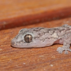 Christinus marmoratus at Evatt, ACT - 3 Feb 2020 06:34 PM