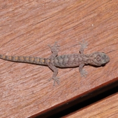 Christinus marmoratus at Evatt, ACT - 3 Feb 2020