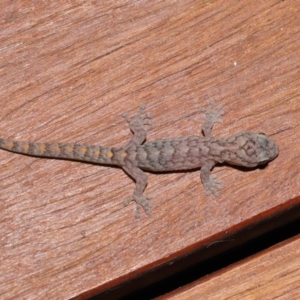 Christinus marmoratus at Evatt, ACT - 3 Feb 2020 06:34 PM