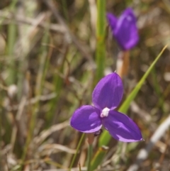 Patersonia sp. at Shoalhaven Heads, NSW - 10 Nov 2017 by gerringongTB