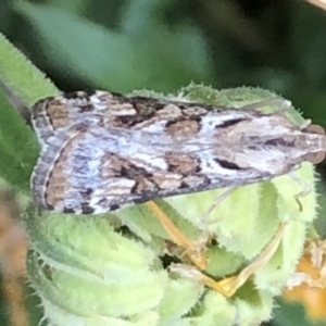 Nomophila corticalis at Monash, ACT - 1 Feb 2020