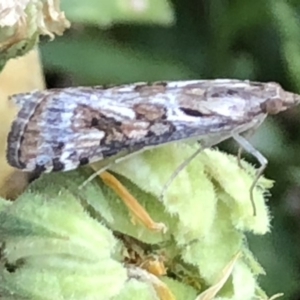 Nomophila corticalis at Monash, ACT - 1 Feb 2020