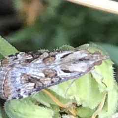 Nomophila corticalis at Monash, ACT - 1 Feb 2020