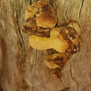 Phellinus sp. (non-resupinate) at Ngunnawal, ACT - 4 Feb 2020