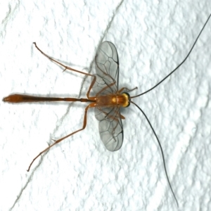 Leptophion yampus at Ainslie, ACT - 14 Dec 2019 10:37 PM