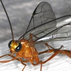 Leptophion yampus at Ainslie, ACT - 14 Dec 2019