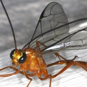 Leptophion yampus at Ainslie, ACT - 14 Dec 2019