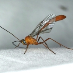 Enicospilus dubitator (An Ophioninae Wasp) at Ainslie, ACT - 27 Jan 2020 by jb2602