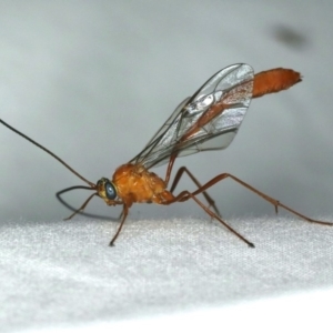 Enicospilus dubitator at Ainslie, ACT - 27 Jan 2020