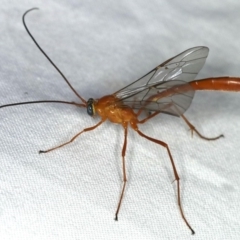 Enicospilus dubitator at Ainslie, ACT - 27 Jan 2020