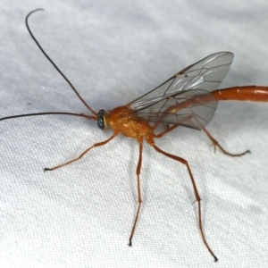 Enicospilus dubitator at Ainslie, ACT - 27 Jan 2020