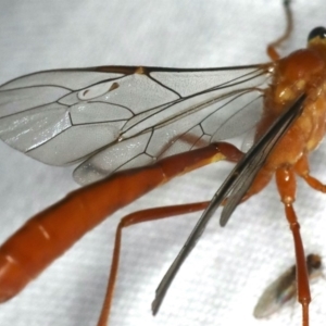 Enicospilus dubitator at Ainslie, ACT - 27 Jan 2020