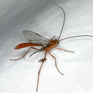 Enicospilus dubitator at Ainslie, ACT - 27 Jan 2020