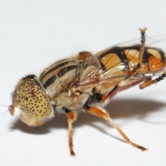 Eristalinus punctulatus (Golden Native Drone Fly) at Evatt, ACT - 1 Jan 2017 by TimL