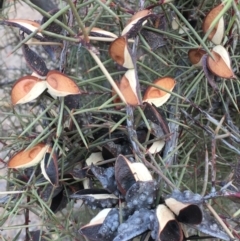 Hakea decurrens subsp. decurrens (Bushy Needlewood) at Majura, ACT - 3 Feb 2020 by JaneR