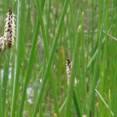 Eleocharis sp. (Spike-rush) at Hackett, ACT - 8 Nov 2010 by JaneR