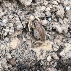 Litoria verreauxii verreauxii (Whistling Tree-frog) at Hackett, ACT - 3 Feb 2020 by Rab