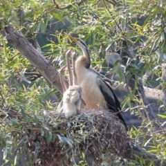 Anhinga novaehollandiae (Australasian Darter) at Bega, NSW - 5 Feb 2020 by MatthewHiggins