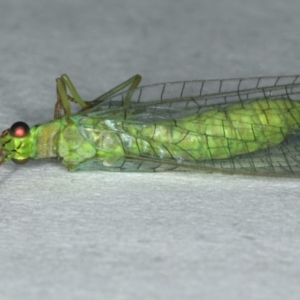 Mallada sp. (genus) at Ainslie, ACT - 24 Oct 2019