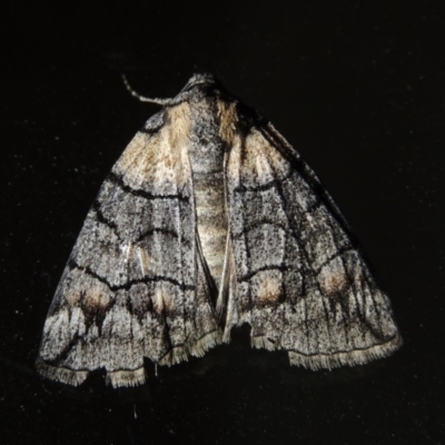 Dysbatus singularis (Dry-country Line-moth) at Pollinator-friendly garden Conder - 25 Jan 2020 by michaelb