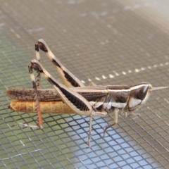 Macrotona australis (Common Macrotona Grasshopper) at Pollinator-friendly garden Conder - 27 Jan 2020 by michaelb