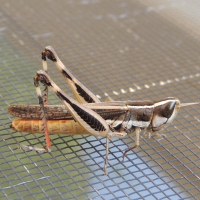 Macrotona australis (Common Macrotona Grasshopper) at Pollinator-friendly garden Conder - 27 Jan 2020 by michaelb