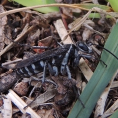 Turneromyia sp. (genus) (Zebra spider wasp) at Pollinator-friendly garden Conder - 26 Jan 2020 by michaelb